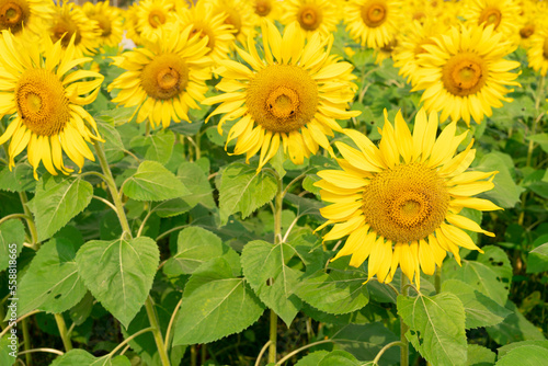 Sunflower natural background. Sunflower blooming. Close-up of sunflower. Sunflower field.