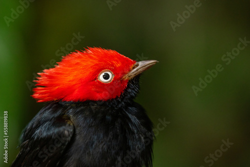 Macro portrait of a male Round-tailed Manakin (2)