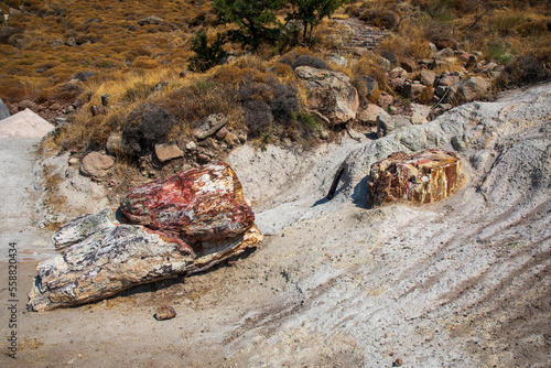 A fossilized tree trunk from the UNESCO Geopark "Petrified Forest of Sigri" on the island of Lesvos in Greece. Greece Lesbos fossil forest