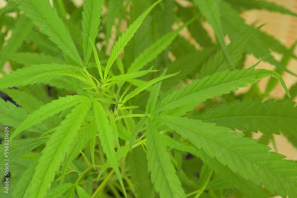 Marijuana, or Cannabis narcotic medicinal herbs. Marijuana, or Cannabis narcotic medicinal herbs.