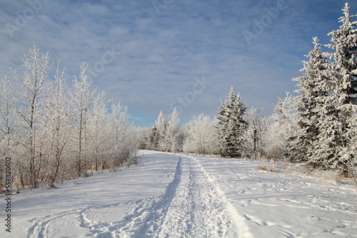 Winter Trail, Pylypow Wetlands, Edmonton, Alberta