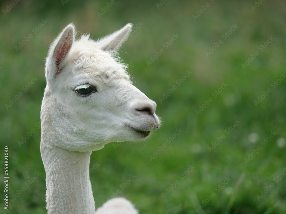 Fototapeta premium Alpaca