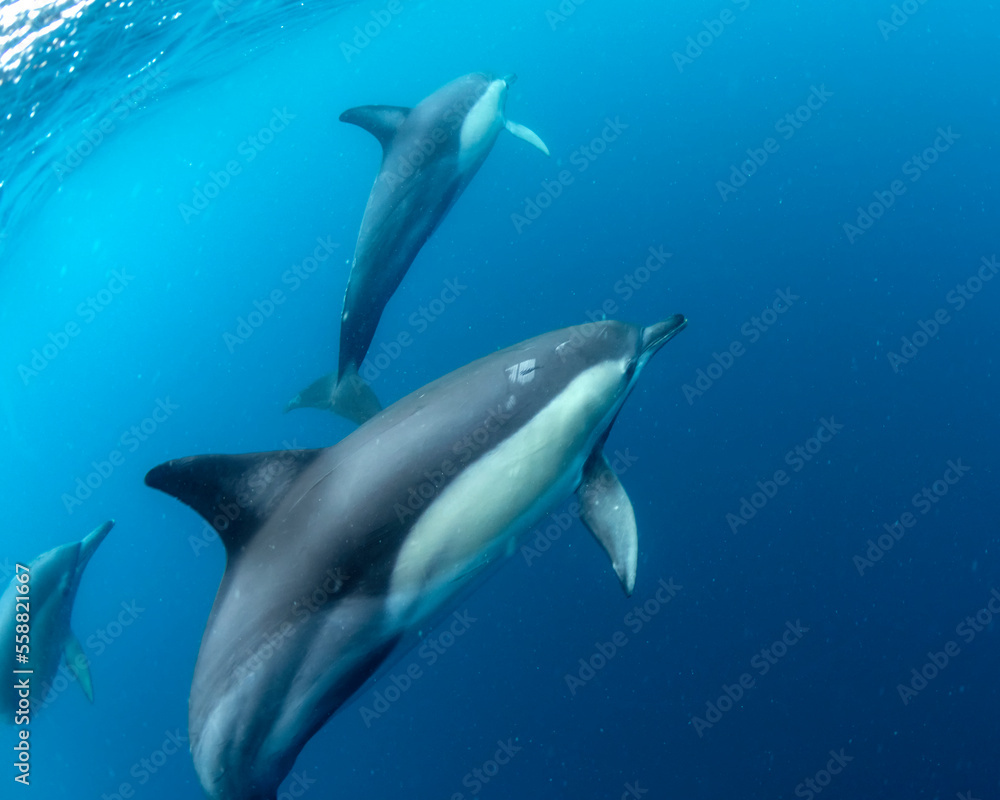 Naklejka premium Underwater photo of wild dolphins, Australia