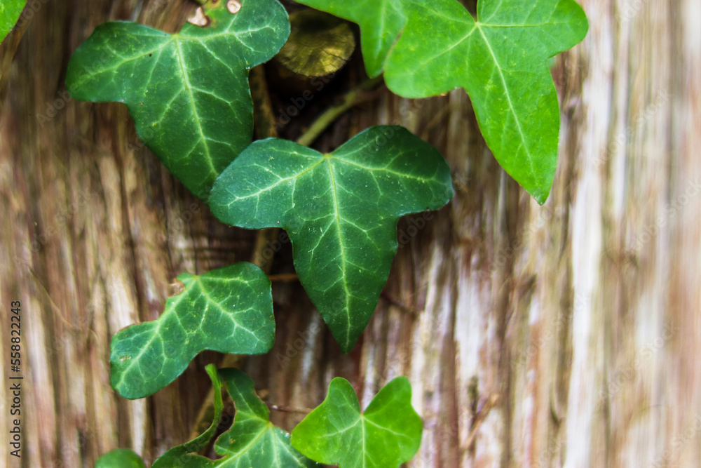 Obraz premium Ivy growing on a tree trunk