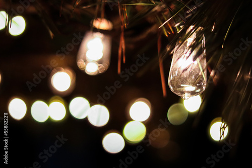 Holiday lights on a pine tree at the beach 