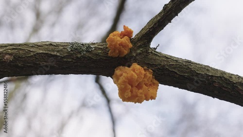 Closeup of Tremella Mesenterica common jelly fungus attached to dead branch tree photo