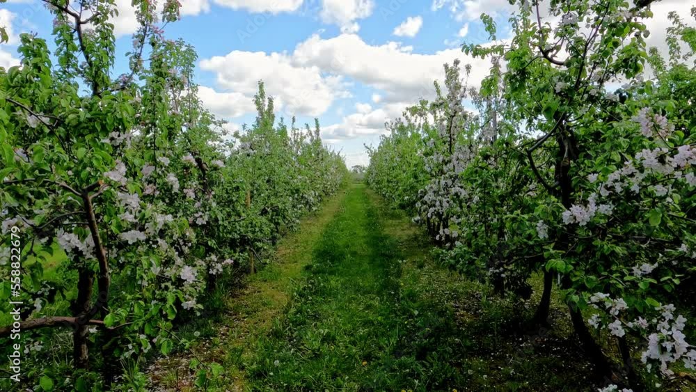 POV shot while walking through rows of beautiful white flowers trees on a cloudy day. POV shot while walking through rows of beautiful white flowers trees on a cloudy day.