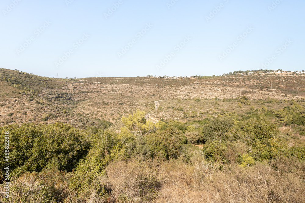 The Carmel  forest near Haifa city in northern Israel