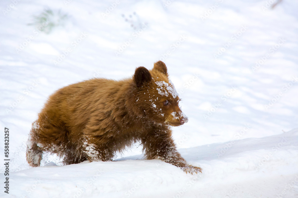 bear in snow bear in snow