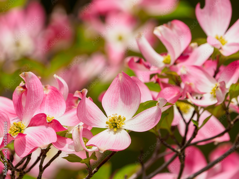 Fototapeta premium 桜に負けない美しさ ハナミズキの花