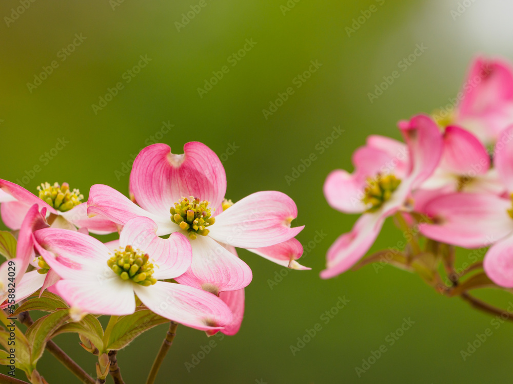 Obraz premium 桜に負けない美しさ ハナミズキの花