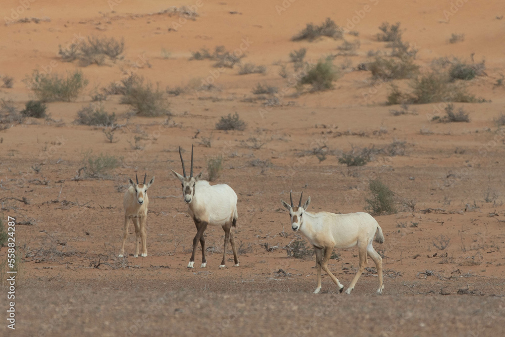 Fototapeta premium A group of young juvenile arabian oryxes in desert landscape. Dubai, UAE.