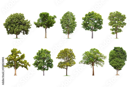 Isolated big tree on white background ,The collection of trees.Large trees database Botanical garden organization elements of Asian nature in Thailand, tropical trees isolated used for design, © Gan