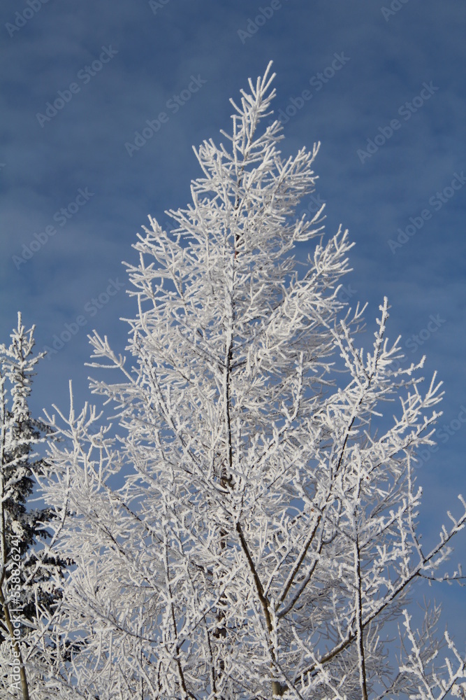 Frost Above Us, Pylypow Wetlands, Edmonton, Alberta Frost Above Us, Pylypow Wetlands, Edmonton, Alberta