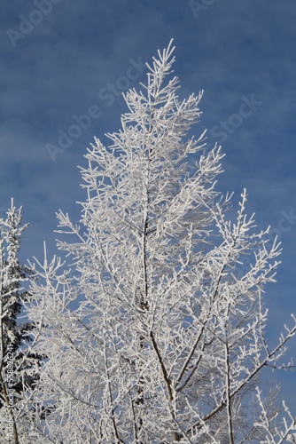 Frost Above Us, Pylypow Wetlands, Edmonton, Alberta © Michael Mamoon
