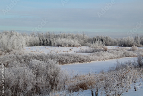 Frosted Wetlands, Pylypow Wetlands, Edmonton, Alberta © Michael Mamoon