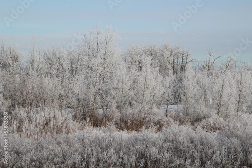 Wallpaper Mural Cold Forest, Pylypow Wetlands, Edmonton, Alberta Torontodigital.ca