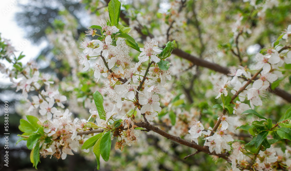 White cherry flowers, spring nature. White cherry flowers, spring nature.
