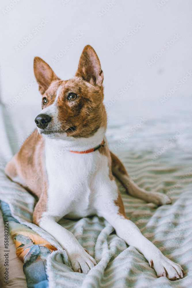 Basenji dog portrait at home Basenji dog portrait at home