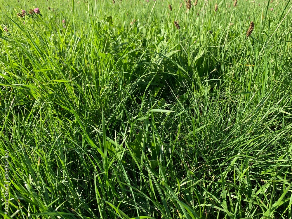 Obraz premium green grass background