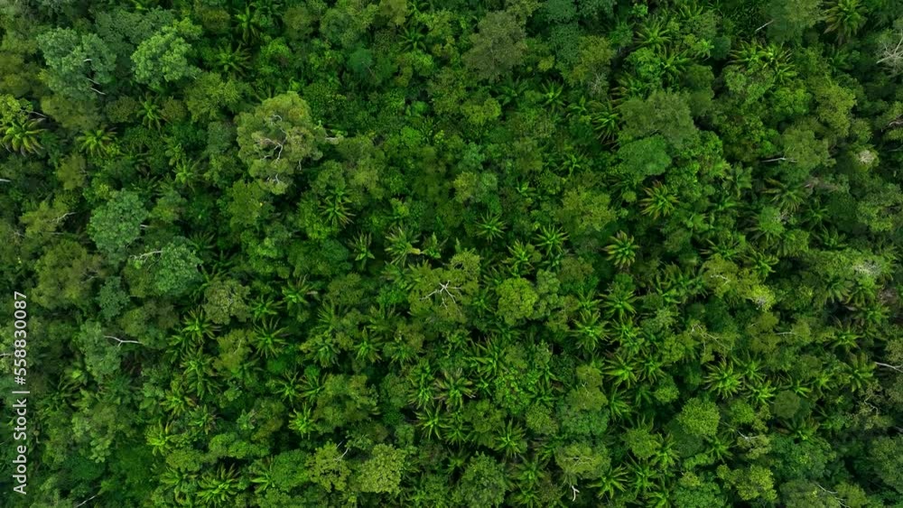 Drone top down shot bird eye view of tropical Amazon rain forest jungle