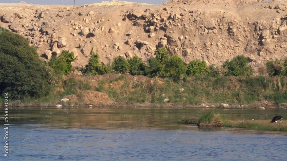 Birds and Farm Animals Along Nile River Banks in Aswan Birds and Farm Animals Along Nile River Banks in Aswan