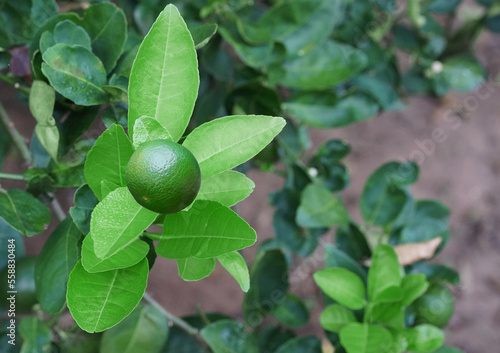 Wallpaper Mural single green unripe lemon on tree in farm Torontodigital.ca