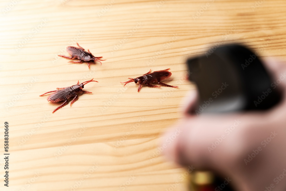 害虫を殺虫剤で退治するゴキブリの害虫イメージ Stock Photo Adobe Stock