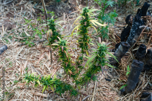 Natural flowering wild marijuana plant