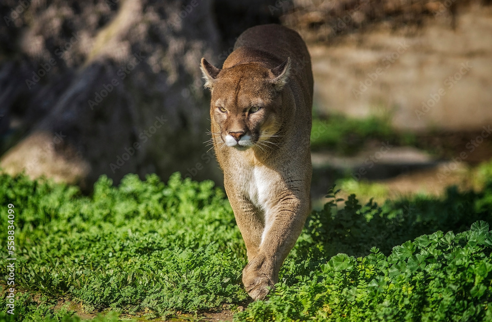 Puma (Puma concolor), one of the world's top five wildest cats in the