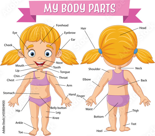 Vocabulary of girl body parts