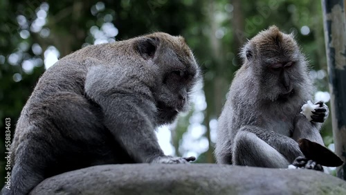 monkeys in the forest eat