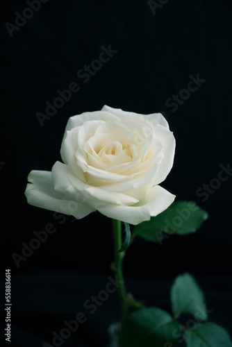 一本の白いバラ