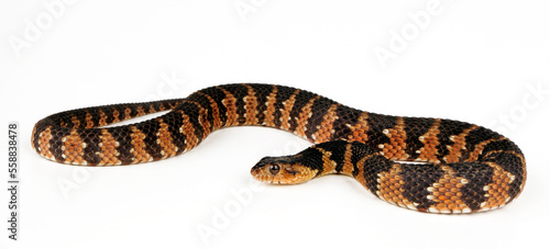 Gebänderte Wassernatter // Banded water snake (Nerodia fasciata)