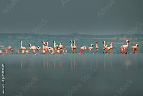 Photography Migratory Flamingos in their world.
