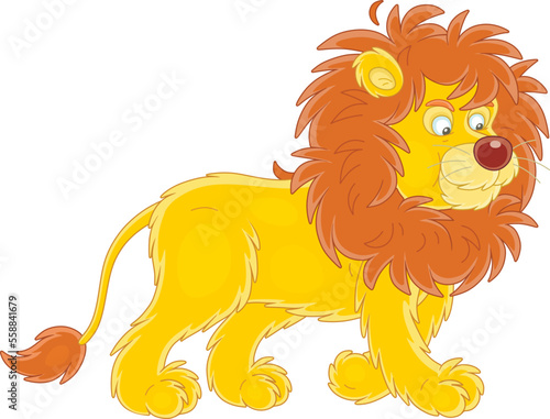 Funny shaggy african lion walking on a wild savannah and looking for prey, vector cartoon illustration isolated on a white background