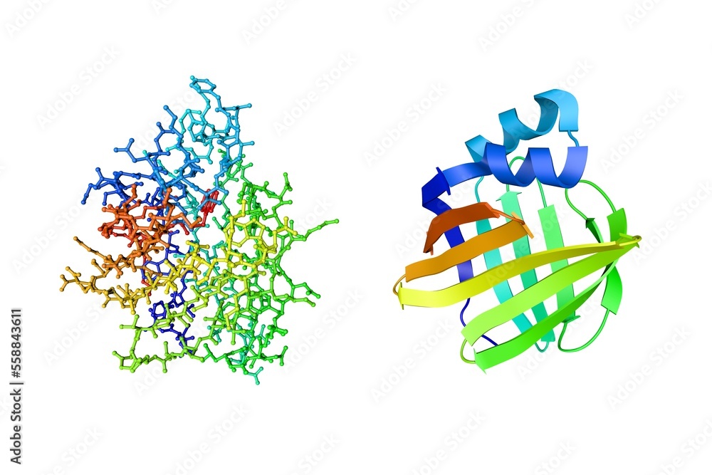 Adipocyte fatty acid binding protein with carboxylic acid ligand. Crystal structure and molecular model. Rendering based on protein data bank entry 1tow. Rainbow coloring from N to C. 3d illustration
