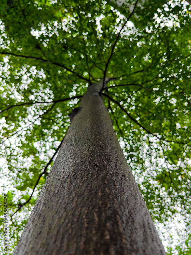 Fototapeta premium Another perspective of tree