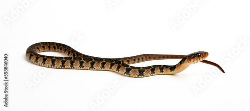 Plainbelly Water Snake // Rotbauchwassernatter (Nerodia erythrogaster)