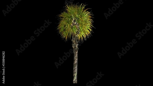 Asian palm
