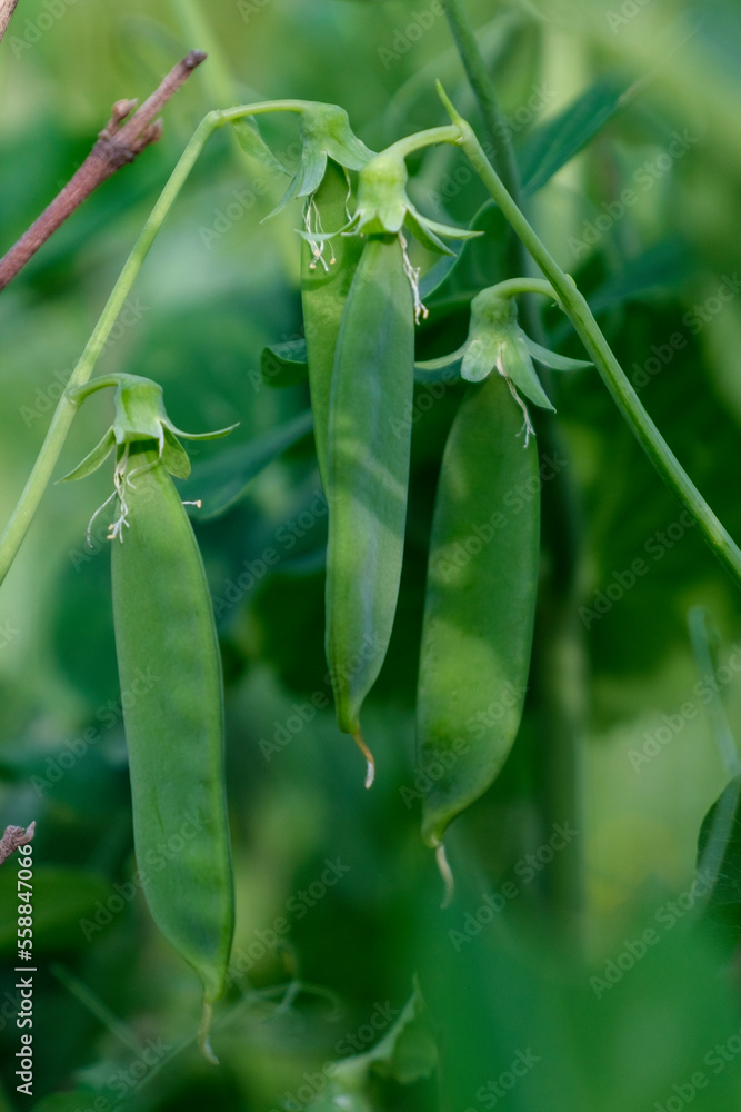 Jeunes gousses de petits pois
Jeunes gousses de petits pois