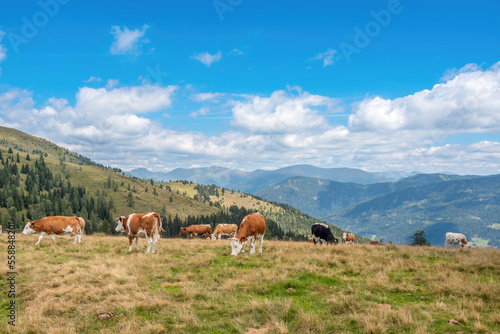 A herd of cows grazing on an alpine pasture, Gurktal Alps, Carinthia, Austria. photo
