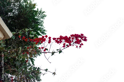 Seven of red flowers and green leaves. png flower and pleaves.