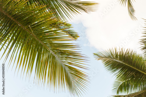 Palm tree leaves are under blue sky on a sunny day, tropical background
