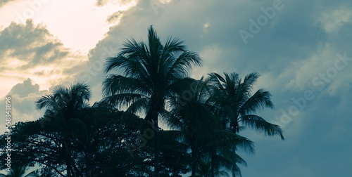 Silhouettes of coconut palm trees under dark evening sky