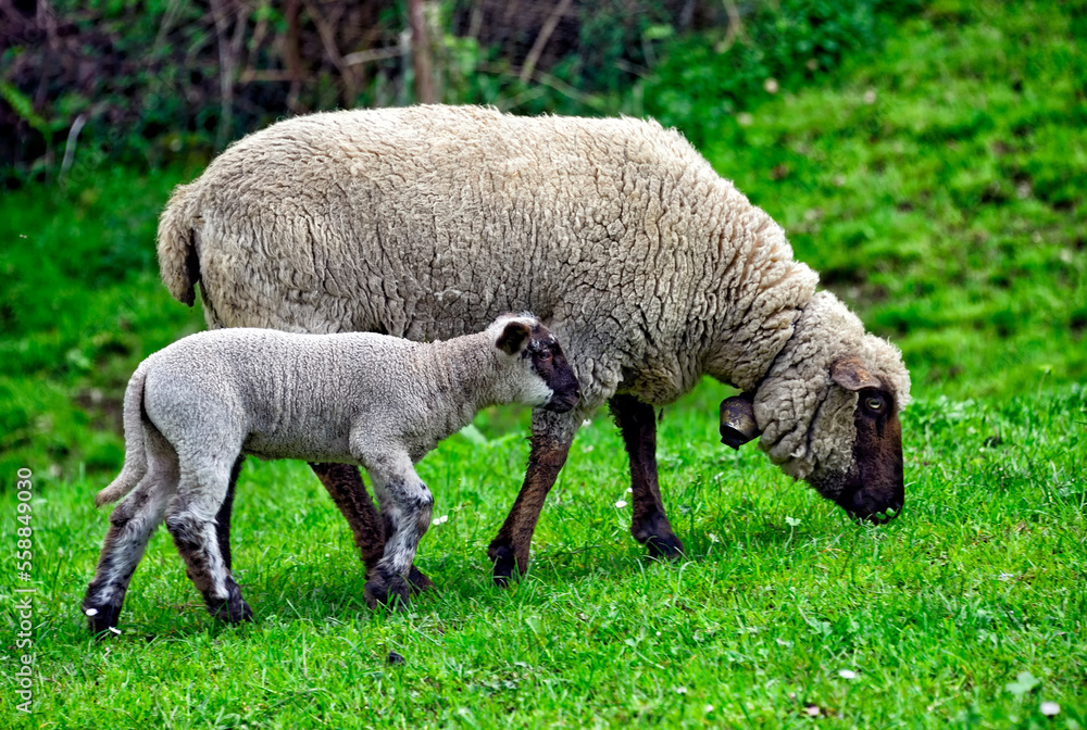 An ewe and baby lambs in the pasture, Iseltwald - village and resort on the southern shore of Lake Brienz, canton Bern, Bernese Oberland, Switzerland, Europe
An ewe and baby lambs in the pasture, Iseltwald - village and resort on the southern shore of Lake Brienz, canton Bern, Bernese Oberland, Switzerland, Europe
