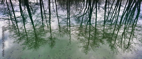 Reflection of trees in the lake