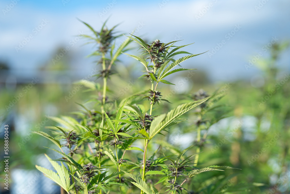 Outdoor marijuana field, hemp or cannabis plant flower leaves farm lab. Organic product in laboratory in technology medical, healthcare, research concept. Natural food. Ganja narcotic weed Outdoor marijuana field, hemp or cannabis plant flower leaves farm lab. Organic product in laboratory in technology medical, healthcare, research concept. Natural food. Ganja narcotic weed