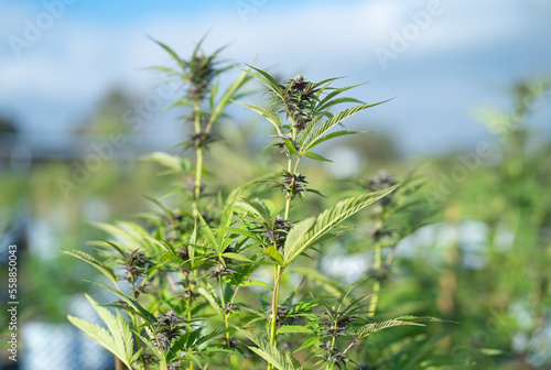 Outdoor marijuana field, hemp or cannabis plant flower leaves farm lab. Organic product in laboratory in technology medical, healthcare, research concept. Natural food. Ganja narcotic weed