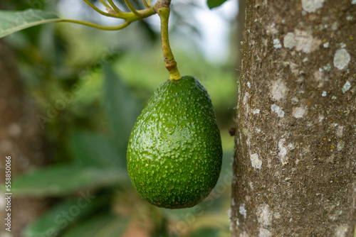 A fresh green avocado hanging on a tree 